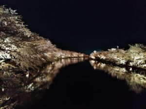 弘前の桜