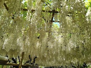 あしかがフラワーパーク