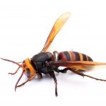 獣害対策にもスタートアップの知恵とテクノロジー