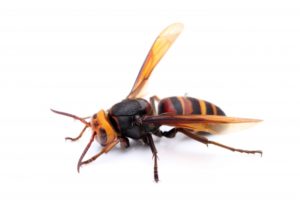 獣害対策にもスタートアップの知恵とテクノロジー